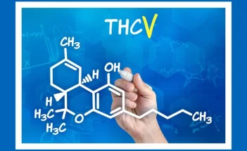 THCV-Trivia-psy9dt7q5w3ysoku8tepw8v2n60yxhc4qpaeekbr6c